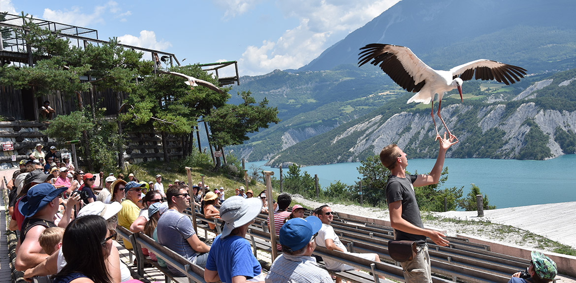Présentation de rapaces en vol libre au dessus du lac de Serre-Ponçon