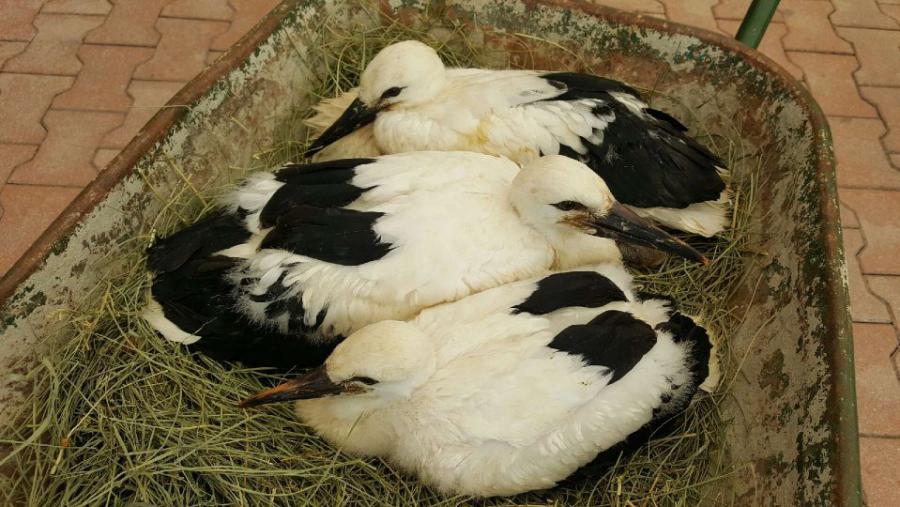 3 bébés cigognes