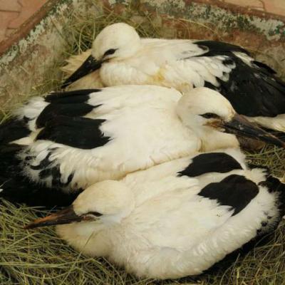 3 bébés cigognes