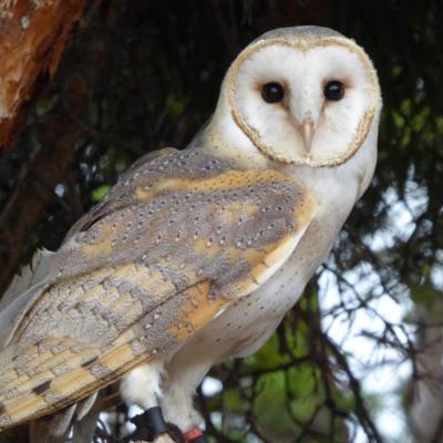 Chouette Effraie (Tyto alba)