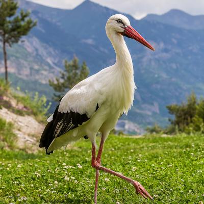 Cigogne Blanche (Ciconia ciconia)