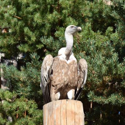 Vautour Fauve (Gyps fulvus)