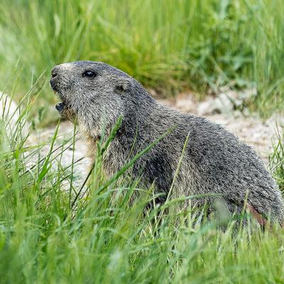 Marmotte Des Alpes (Marmota marmota)